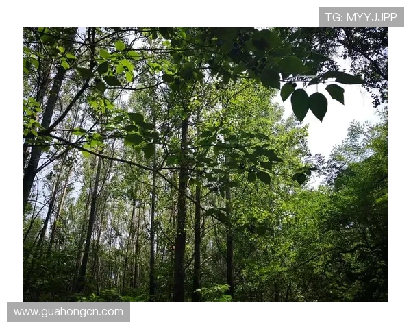 焦泊乔的奋斗人生与时代变迁中的坚韧精神探索